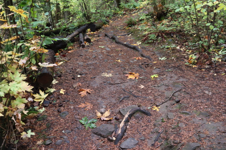Mather Road trail has areas with roots across the trail